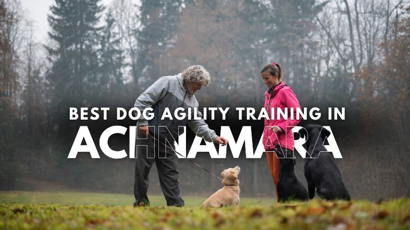 Best Dog Agility Training in Achnamara