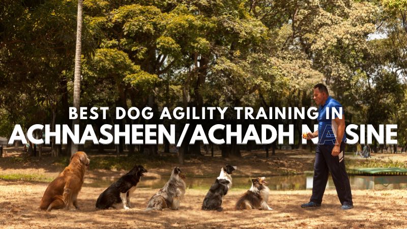 Best Dog Agility Training in Achnasheen_Achadh na Sine