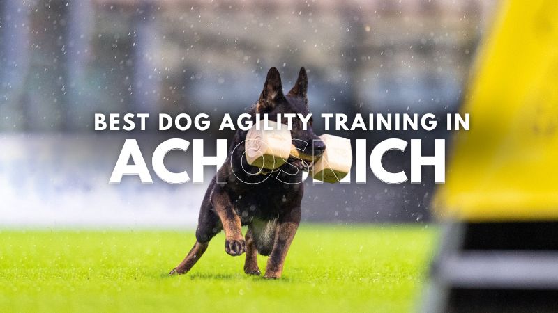 Best Dog Agility Training in Achosnich